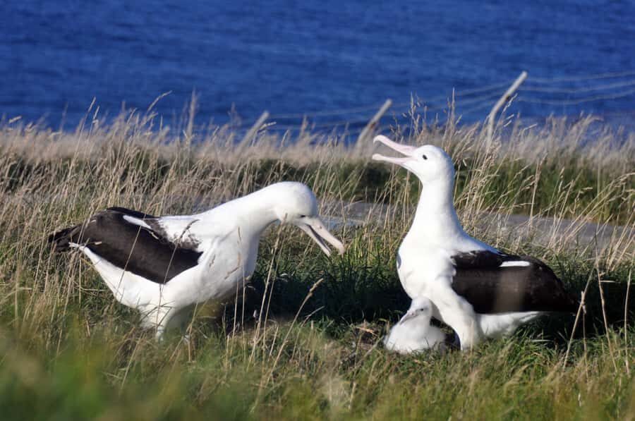 From Dunedin: City, Otago Peninsula & Albatross Guided Tour - After the birds: a different harbor view on the way back