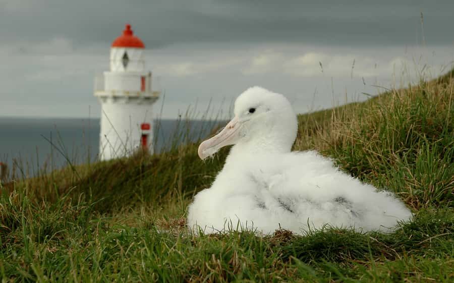 From Dunedin: City, Otago Peninsula & Albatross Guided Tour - Timing and lunch: what to do so hunger doesn’t steal your focus