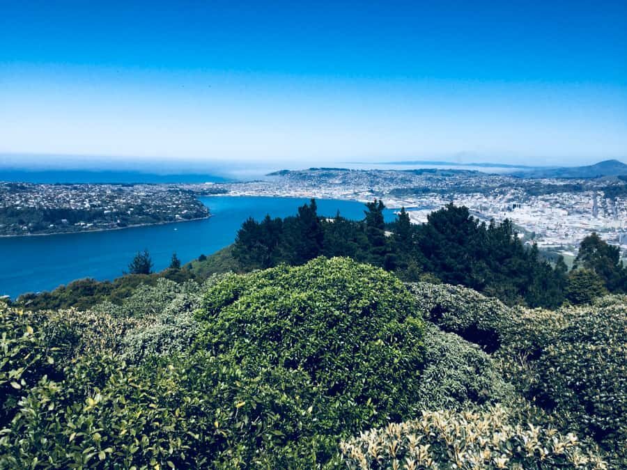 From Dunedin: City, Otago Peninsula & Albatross Guided Tour - Value for $191: what you’re paying for (and what you’re not)