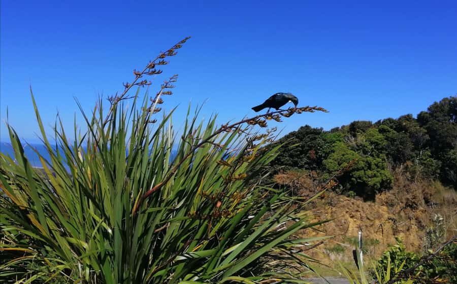 From Greymouth: Highlights West Coast Day Tour - Key highlights before you go