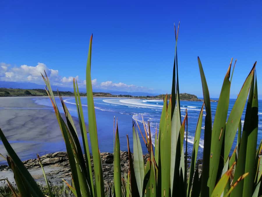 From Greymouth: Highlights West Coast Day Tour - Tauranga Bay seal colony: watching fur seals the right way