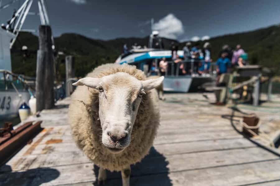 From Havelock: Marlborough Sounds Mail Boat Full-Day Cruise - Pelorus Mail Boat in the Marlborough Sounds: what this cruise really is