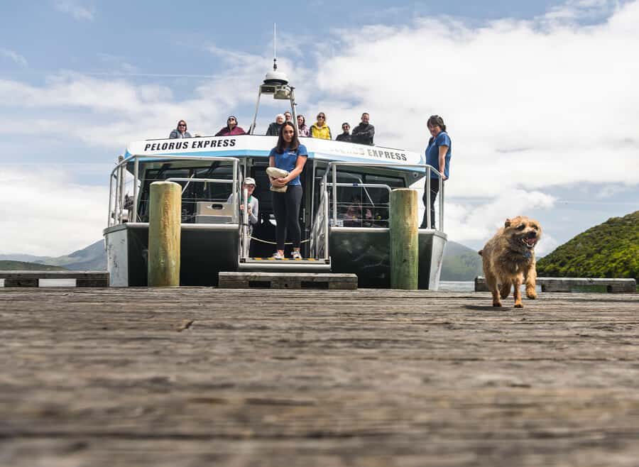 From Havelock: Marlborough Sounds Mail Boat Full-Day Cruise - Onboard the catamaran: comfort, views, and what to wear