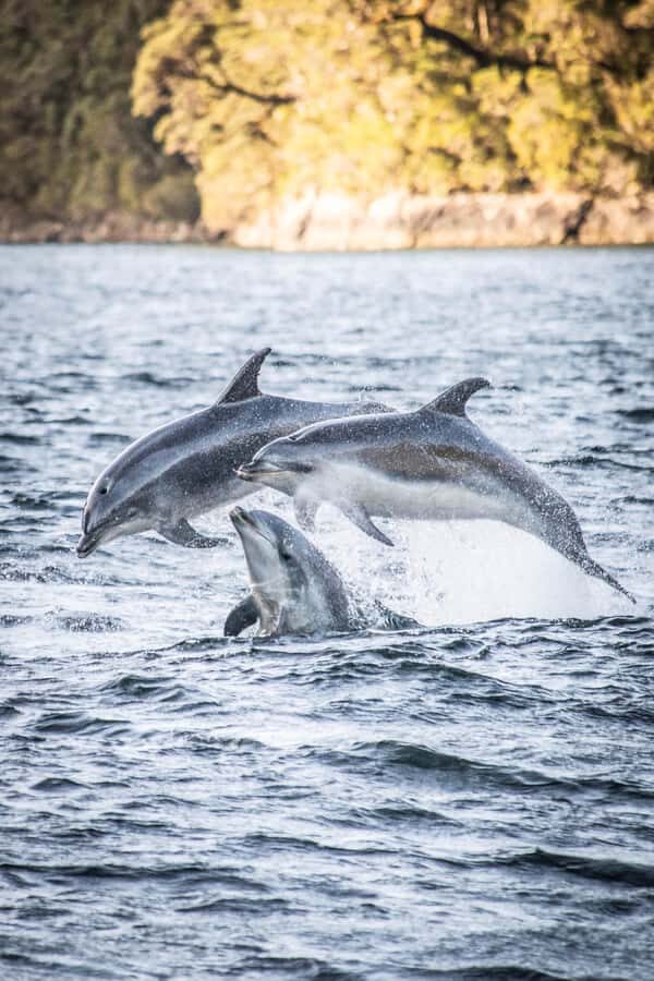From Manapouri: Doubtful Sound Overnight Cruise - The Wanderer Overnight: Cabins, Meals, and the Boat’s Comfort Factor