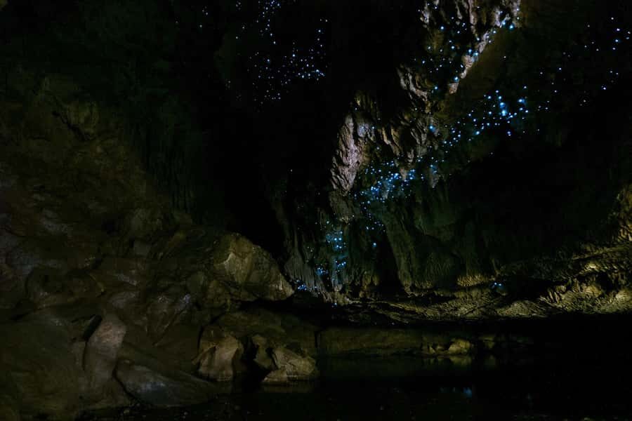 From Paihia: Kawiti Glowworm Caves Guided Tour - Price and What You’re Actually Paying For
