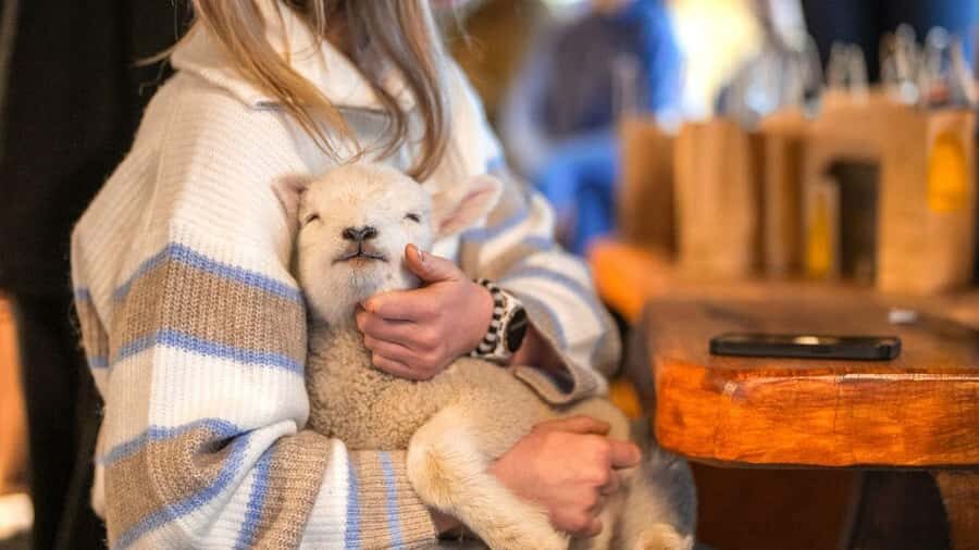 From Queenstown: Coach, Farm Tour & Milford Nature Cruise - Te Anau Farm Tour: Sheep, Shearing, and Feeding Friendly Animals