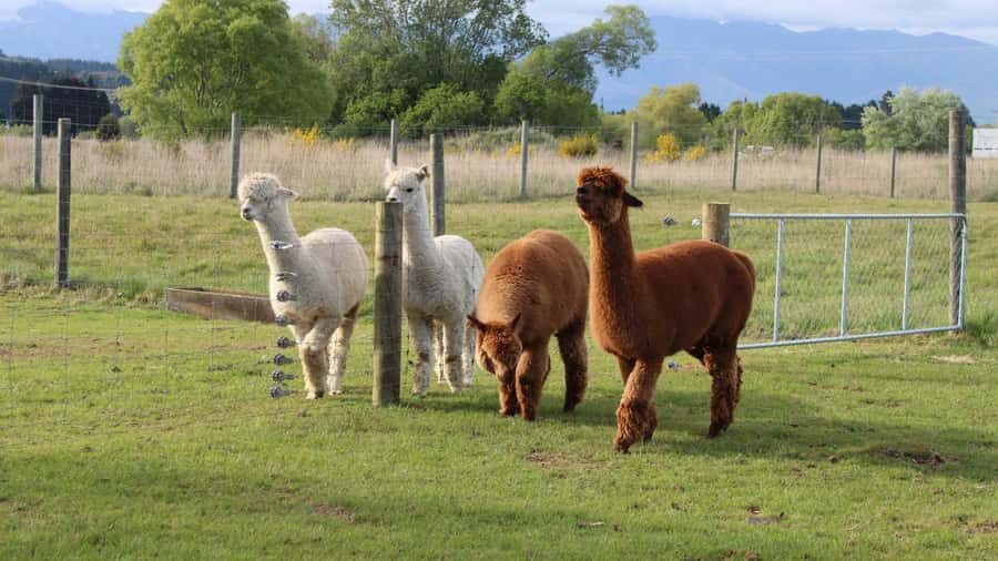 From Queenstown: Coach, Farm Tour & Milford Nature Cruise - Packing Tips and Weather Reality for Fiordland