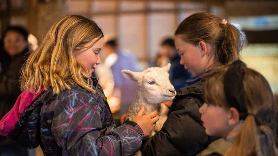 From Queenstown: Coach, Farm Tour & Milford Nature Cruise - Who This Coach + Cruise Fits Best