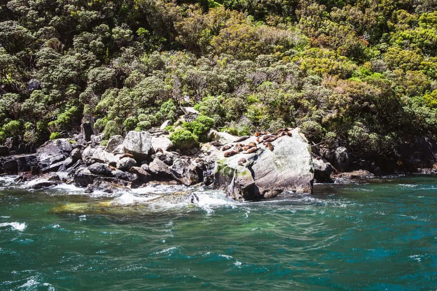 From Queenstown: Milford Sound Cruise and Scenic Drive - Who This Tour Fits Best (and Who Might Want Another Plan)