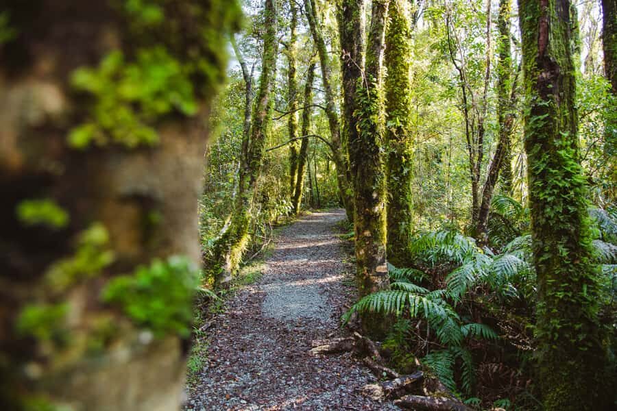 From Queenstown: Milford Sound Scenic Flight & Nature Tour - Lookout Track: the stairs that pay off for most people
