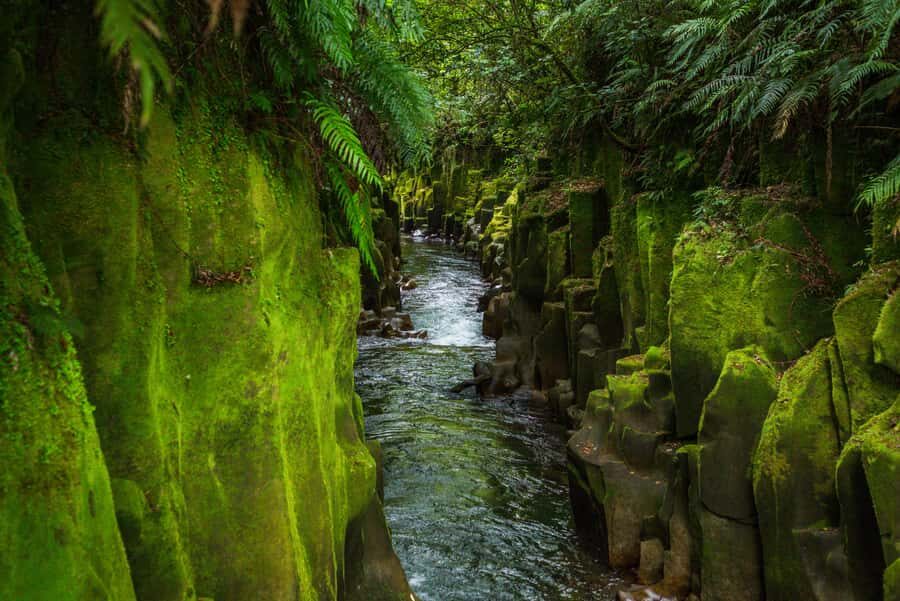 From Rotorua: Whirinaki Rainforest Guided Cultural Tour - Quick hits