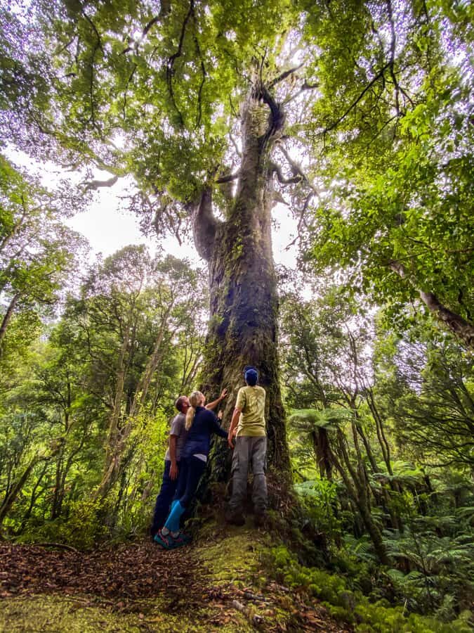 From Rotorua: Whirinaki Rainforest Guided Cultural Tour - Whirinaki Forest: Why This Cultural Walk Feels Worth the Time