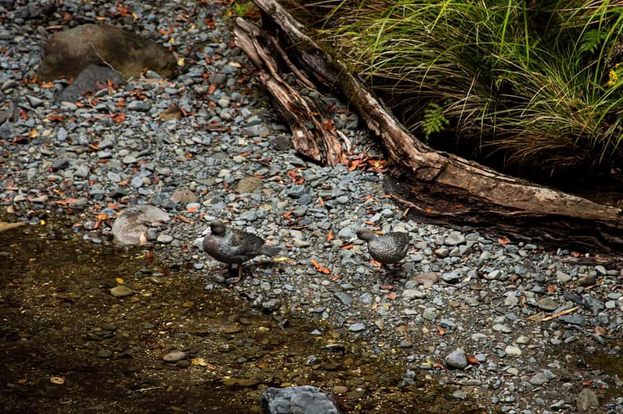 From Rotorua: Whirinaki Rainforest Guided Cultural Tour - Rongoā Māori, Bird Calls, and Forest Bathing Moments