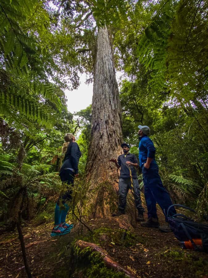 From Rotorua: Whirinaki Rainforest Guided Cultural Tour - Getting There From Rotorua i-SITE: Shuttles, Stops, and Windy Roads