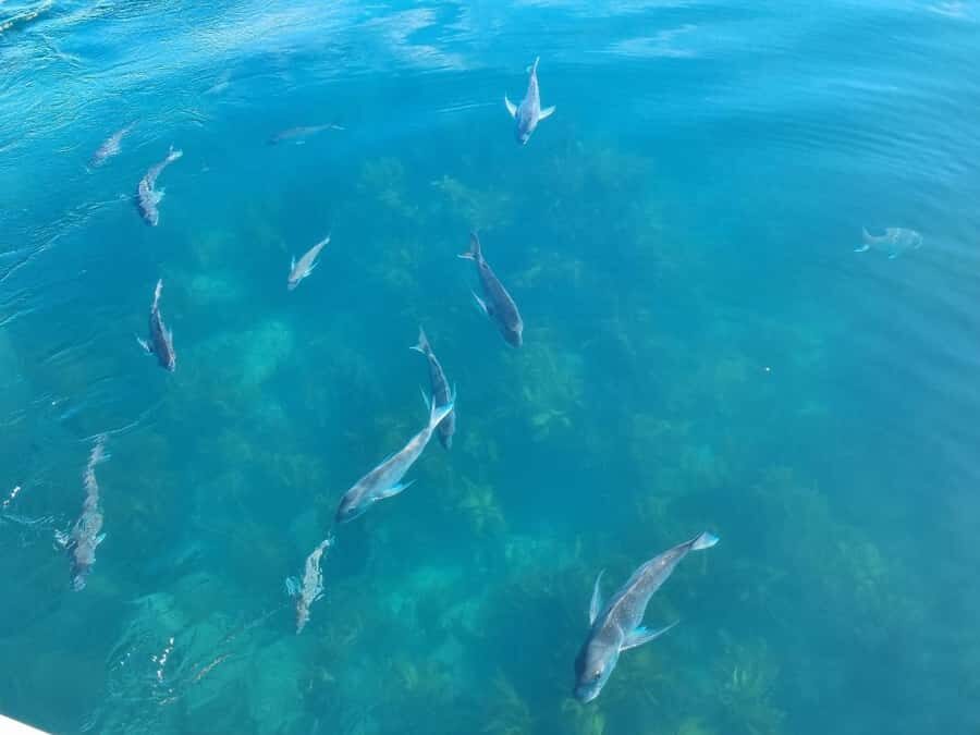 From Tairua: 2 Hour Cathedral Cove Tour with Local Guide - Hot Water Beach by Boat: Why Timing Matters Even When You Just Pass By