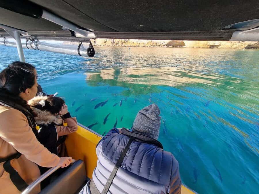 From Tairua: 2 Hour Cathedral Cove Tour with Local Guide - Cathedral Cove and the Iconic Arch: Why This Place Hits Hard from the Water