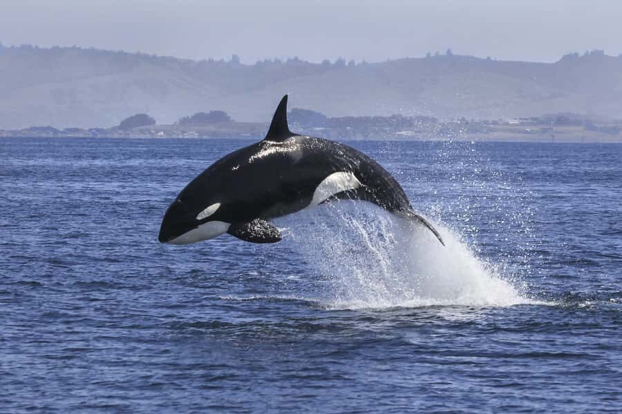 From Tauranga: Dolphin and Wildlife Cruise - Dolphin And Wildlife Cruises in Tauranga: What Makes It Worth Your Time