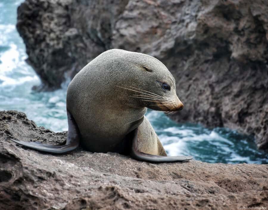 From Tauranga: Dolphin and Wildlife Cruise - Who This Tour Suits Best (And Who Might Want Something Different)