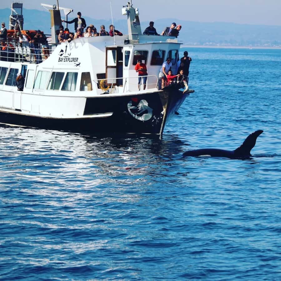 From Tauranga: Dolphin and Wildlife Cruise - The Route Through Tauranga: Tangaroa, Harbour Views, and Mount Maunganui