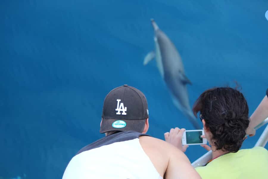 From Tauranga: Dolphin and Wildlife Cruise - The Bay of Plenty Marine Viewing: What You’ll Hope to See
