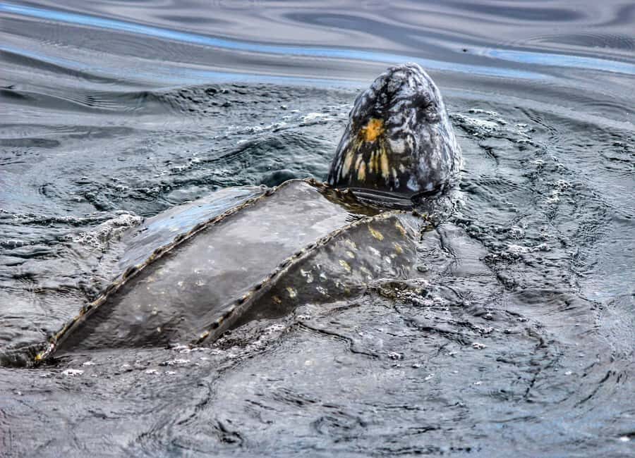 From Tauranga: Dolphin and Wildlife Cruise - Photography on the Water: How to Get Better Dolphin Shots