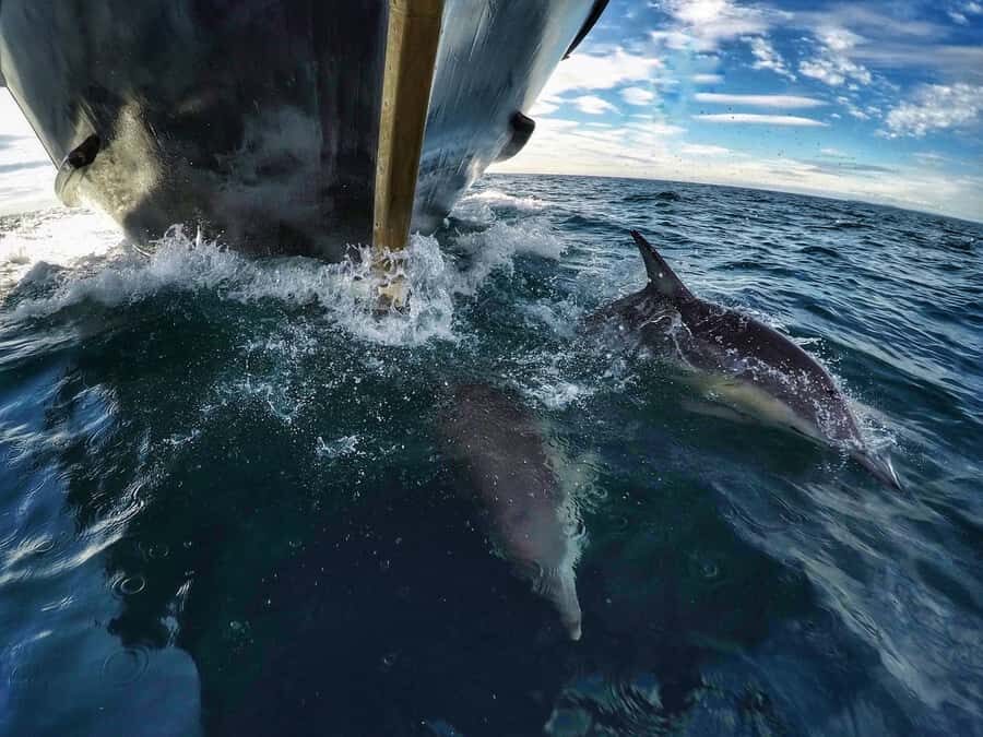 From Tauranga: Dolphin and Wildlife Cruise - The Boat Ride and Onboard Bar: Comfort Without Losing the Wild