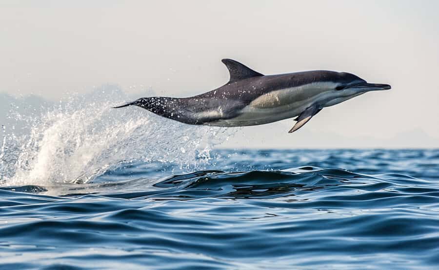 From Tauranga: Dolphin and Wildlife Cruise - Meeting Bay Explorer and Getting Oriented Fast