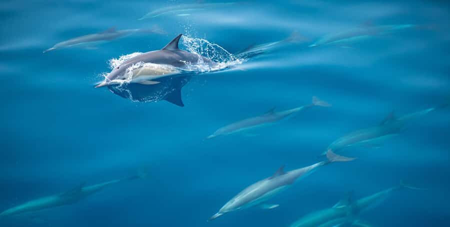 From Tauranga: Half-Day Swimming with Dolphins Tour - Quick hits before you go