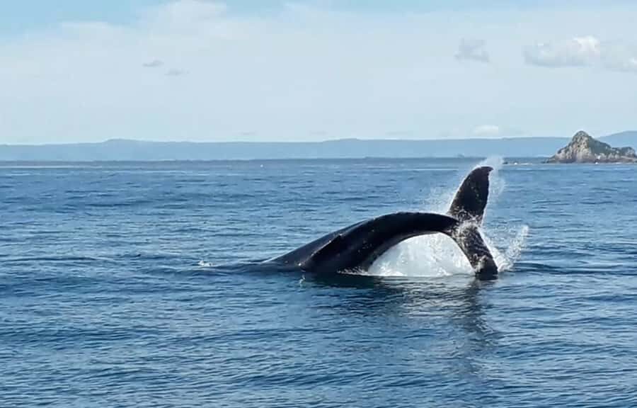 From Tauranga: Half-Day Swimming with Dolphins Tour - Who this tour suits best (and who should think twice)