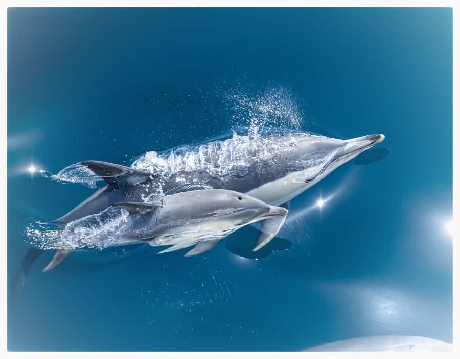 From Tauranga: Half-Day Swimming with Dolphins Tour - Why this Tauranga dolphin swim feels different from the usual cruise