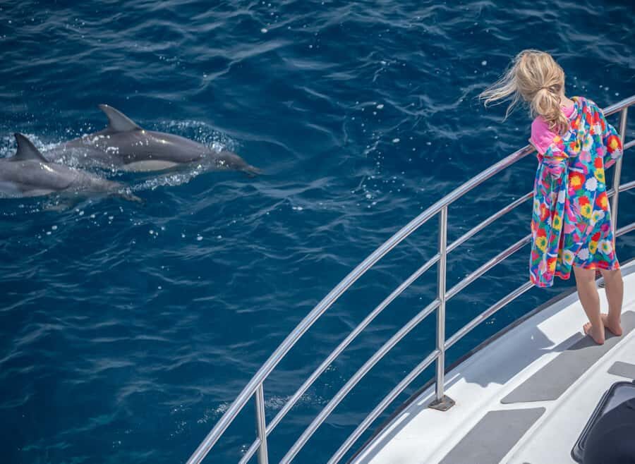 From Tauranga: Half-Day Swimming with Dolphins Tour - The 5-hour rhythm: spotting first, then the ocean switch to snorkeling