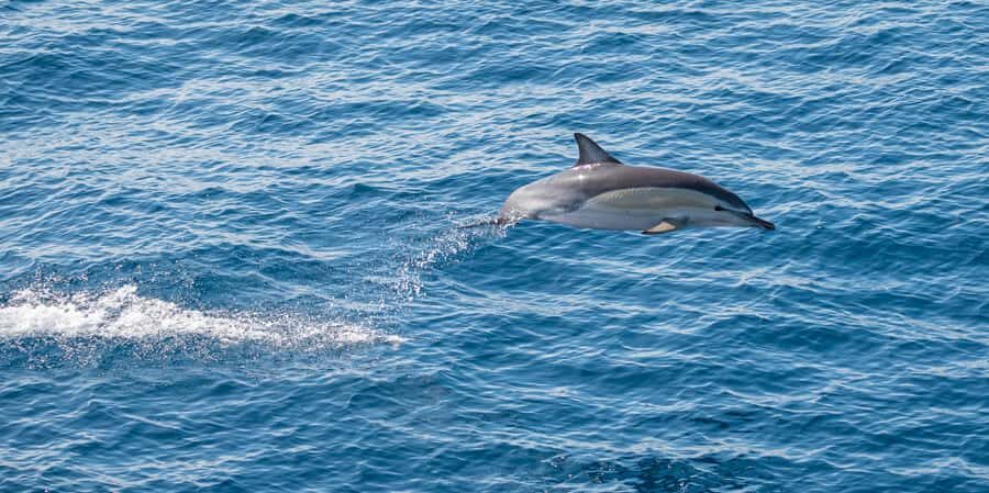 From Tauranga: Half-Day Swimming with Dolphins Tour - What you might actually see in the Bay of Plenty