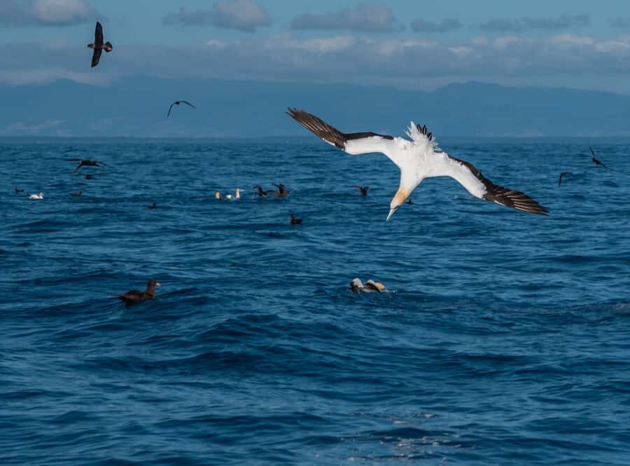 From Tauranga: Half-Day Swimming with Dolphins Tour - Weather, waves, and safety calls you might see on this route