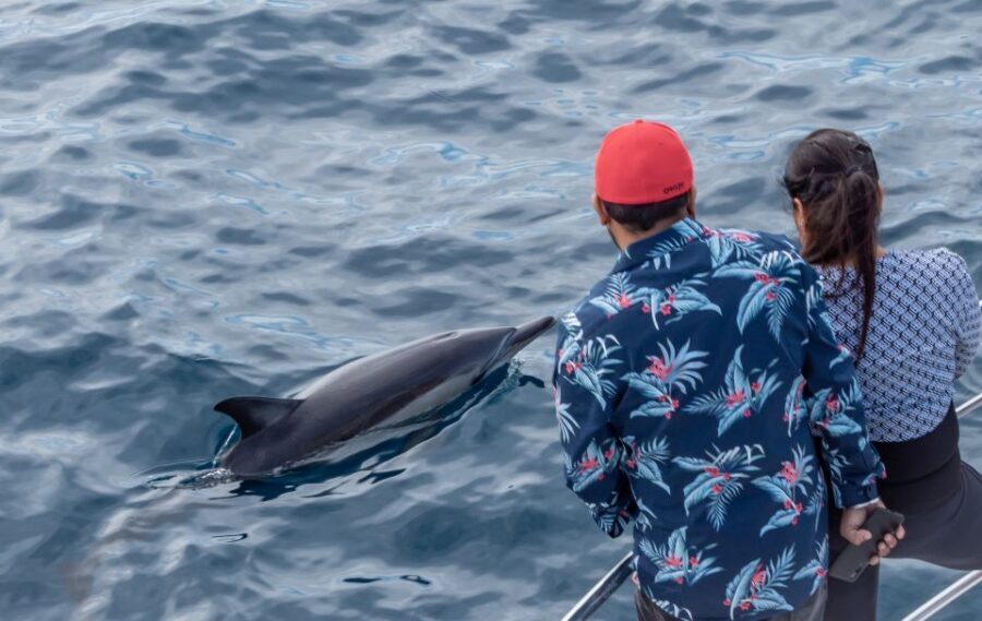 From Tauranga: Half-Day Swimming with Dolphins Tour - Price vs. value: $98 for real ocean time, not just a postcard