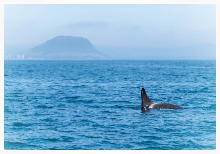 From Tauranga: Half-Day Swimming with Dolphins Tour - Getting on the dolphin-viewing vessel (and why it matters)