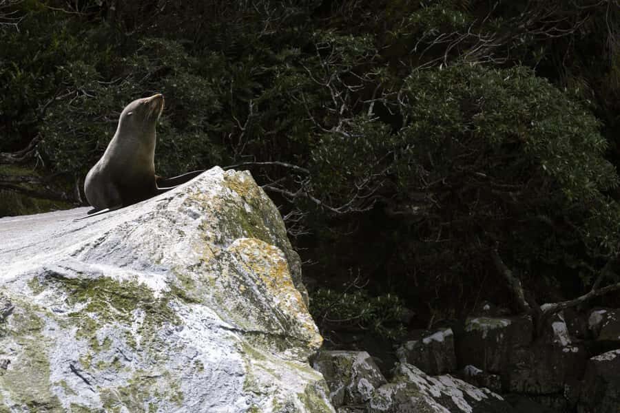 From Te Anau: Milford Sound Cruise and Coach Day Trip - Price and value: what $136 buys you in real time