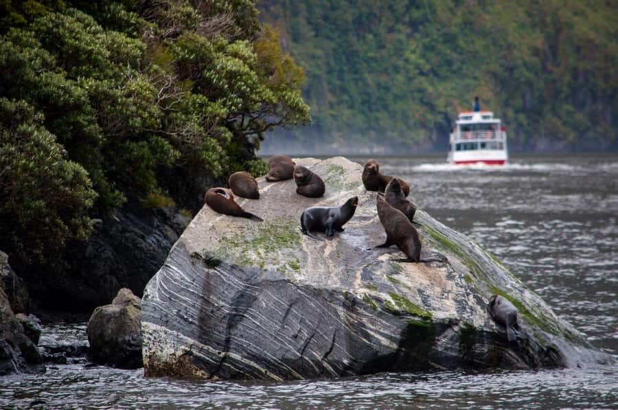 From Te Anau: Milford Sound Small-Group Tour Including Lunch - Price and value: is $178 a fair deal for this 9-hour day?