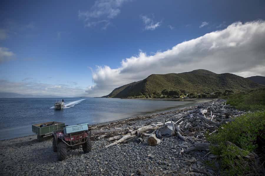 From Wellington: Kapiti Island Classic Guided Day Tour - Key things you’ll remember from Kapiti Island Classic