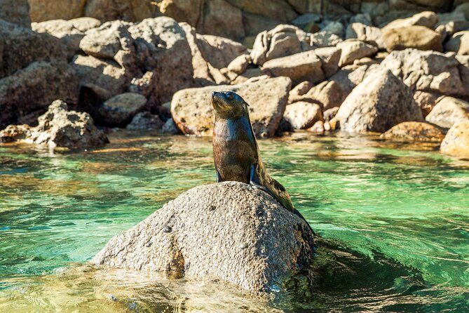 Full-Day Abel Tasman National Park Hiking Tour with Cruise - Price and value: what you’re paying for beyond the hike