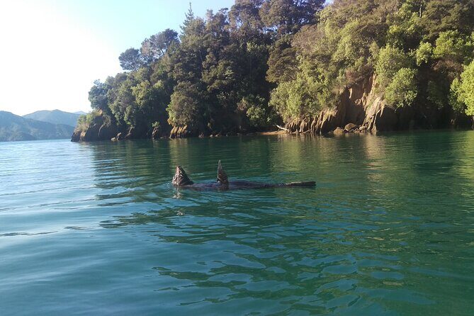 Full day Guided Sea Kayak Tour from Picton - Wildlife Odds: Rays, Seabirds, Seals, Penguins, and Dolphins
