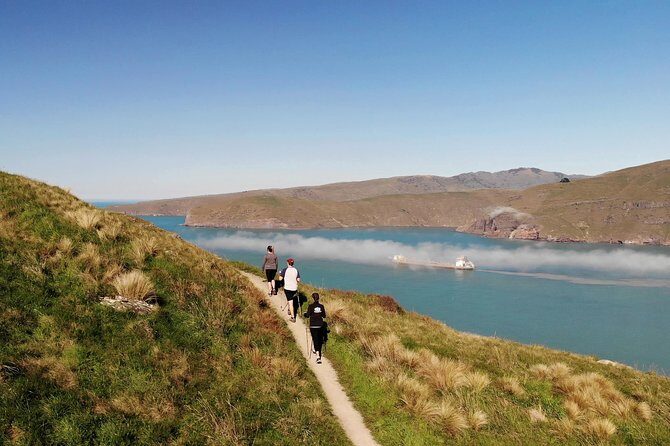 Full Day Guided Walking Tour and Picnic around Godley Head - Wildlife and sea views: how to spot seals and dolphins without stressing