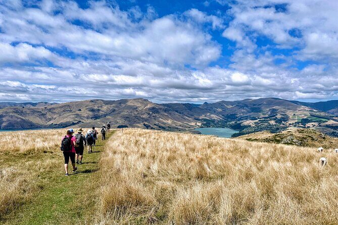 Full Day Guided Walking Tour and Picnic around Godley Head - Getting value for $186.17: what you’re paying for, and why it adds up