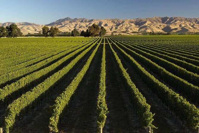 Full-Day Marlborough Wine Tour from Blenheim - Your guide can make (or break) the day