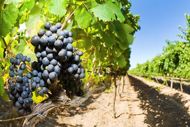 Full Day Martinborough Wine Tour - A Day in Martinborough Wine Country (Without the Driving Headache)