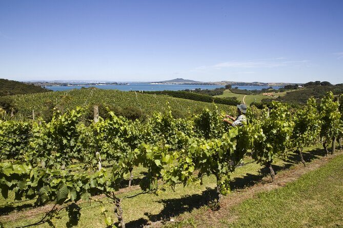 Full Day Private Waiheke Island Wine Tour Including Lunch - What Makes Geoff’s Private Waiheke Day Feel Worth It