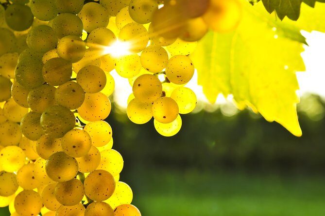 Full-Day Taste the Wines of Marlborough Tour - Blenheim pickup at 10:00 and an easy day flow on a minibus