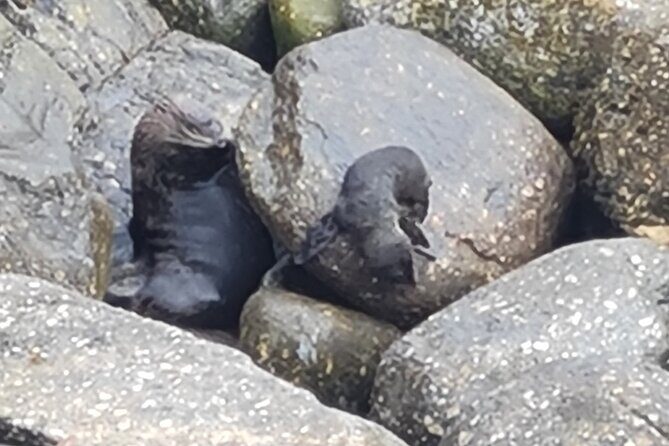 Full Day Tour of the Sights and Tastes of the West Coast - Tauranga Bay seal colony: the easy walk that pays off