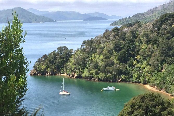 Full-Day Wine Gourmet and Scenic Delight Tour of Marlborough from Blenheim - What You Actually Get for the Price (and Why It’s Not Just a Label)
