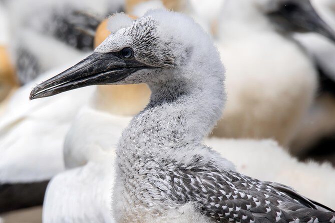 Gannet Safaris Overland tour to Cape Kidnappers Gannet Colony - Cape Kidnappers gannets: why this access feels different