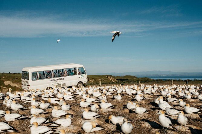 Gannet Safaris Overland tour to Cape Kidnappers Gannet Colony - Coffee, commentary, and the guide factor (Jan, Marcus, Jen, Tony, Mick)